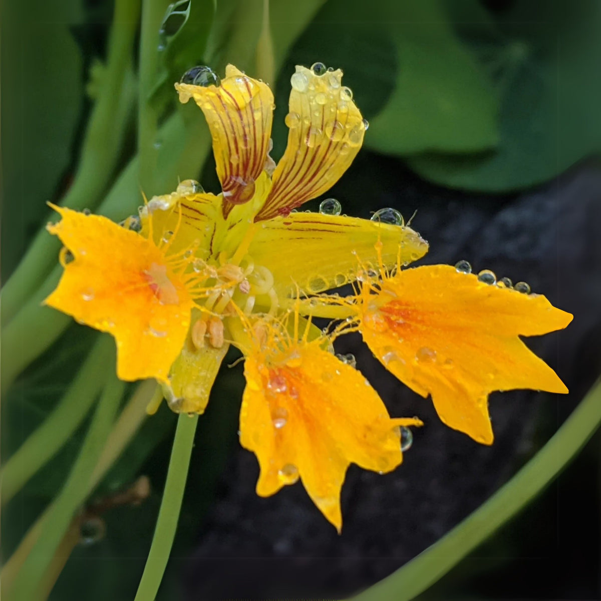 Phoenix Nasturtium Seeds - Drought Resistant, Dwarf, 10+ seeds