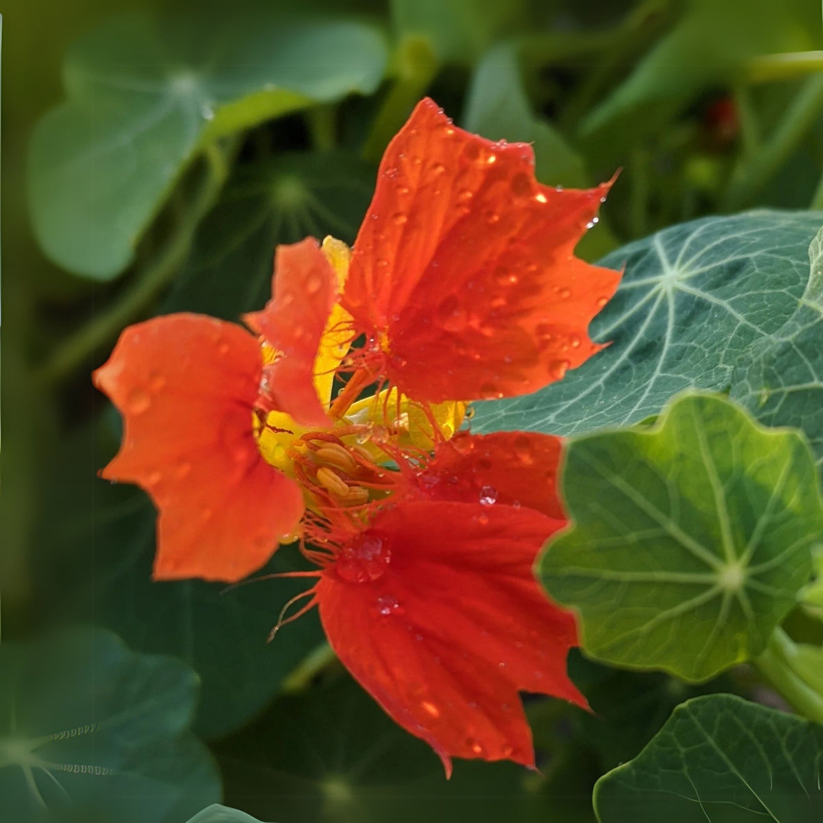 Phoenix Nasturtium Seeds - Drought Resistant, Dwarf, 10+ seeds