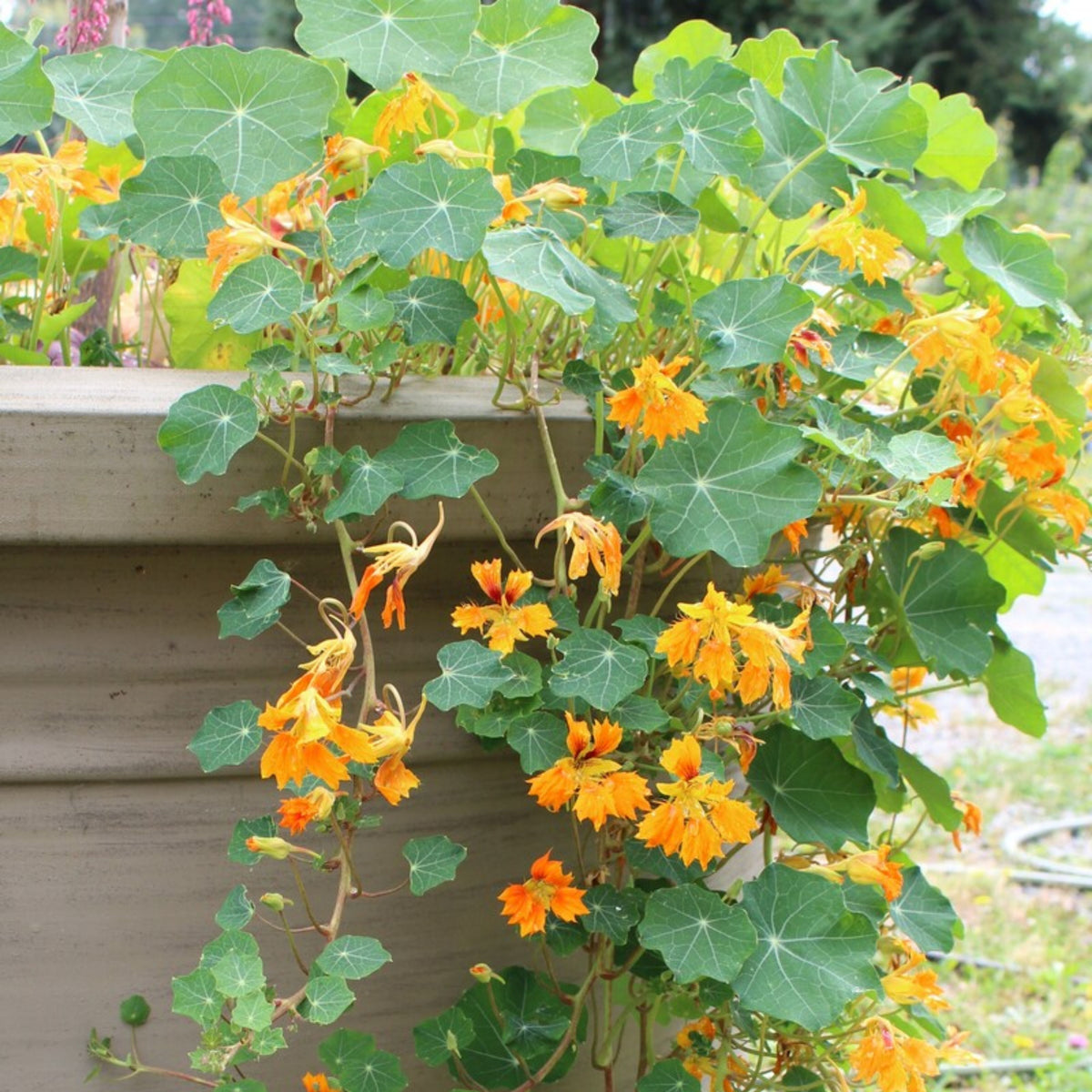 Phoenix Nasturtium Seeds - Drought Resistant, Dwarf, 10+ seeds