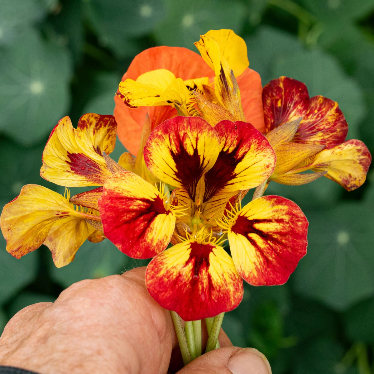 Orchid Cream & Orchid Flame Mix Seeds - Nasturtium Seeds, 10+ seeds