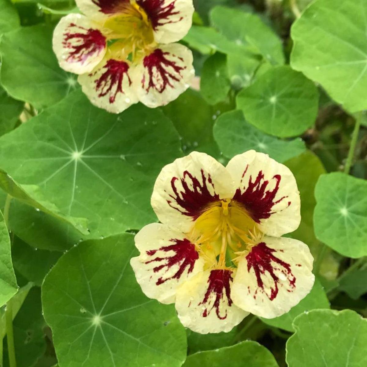 Orchid Cream & Orchid Flame Mix Seeds - Nasturtium Seeds, 10+ seeds