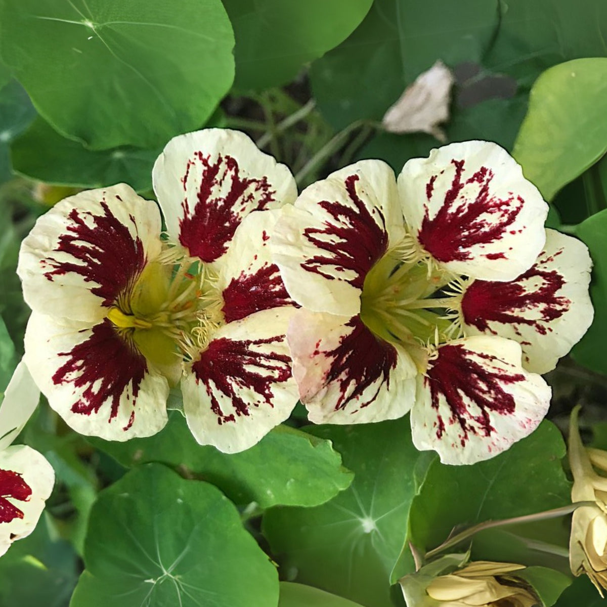Orchid Cream & Orchid Flame Mix Seeds - Nasturtium Seeds, 10+ seeds