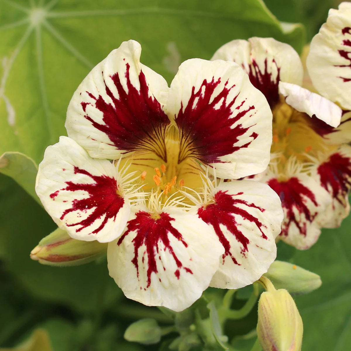 Orchid Cream & Orchid Flame Mix Seeds - Nasturtium Seeds, 10+ seeds
