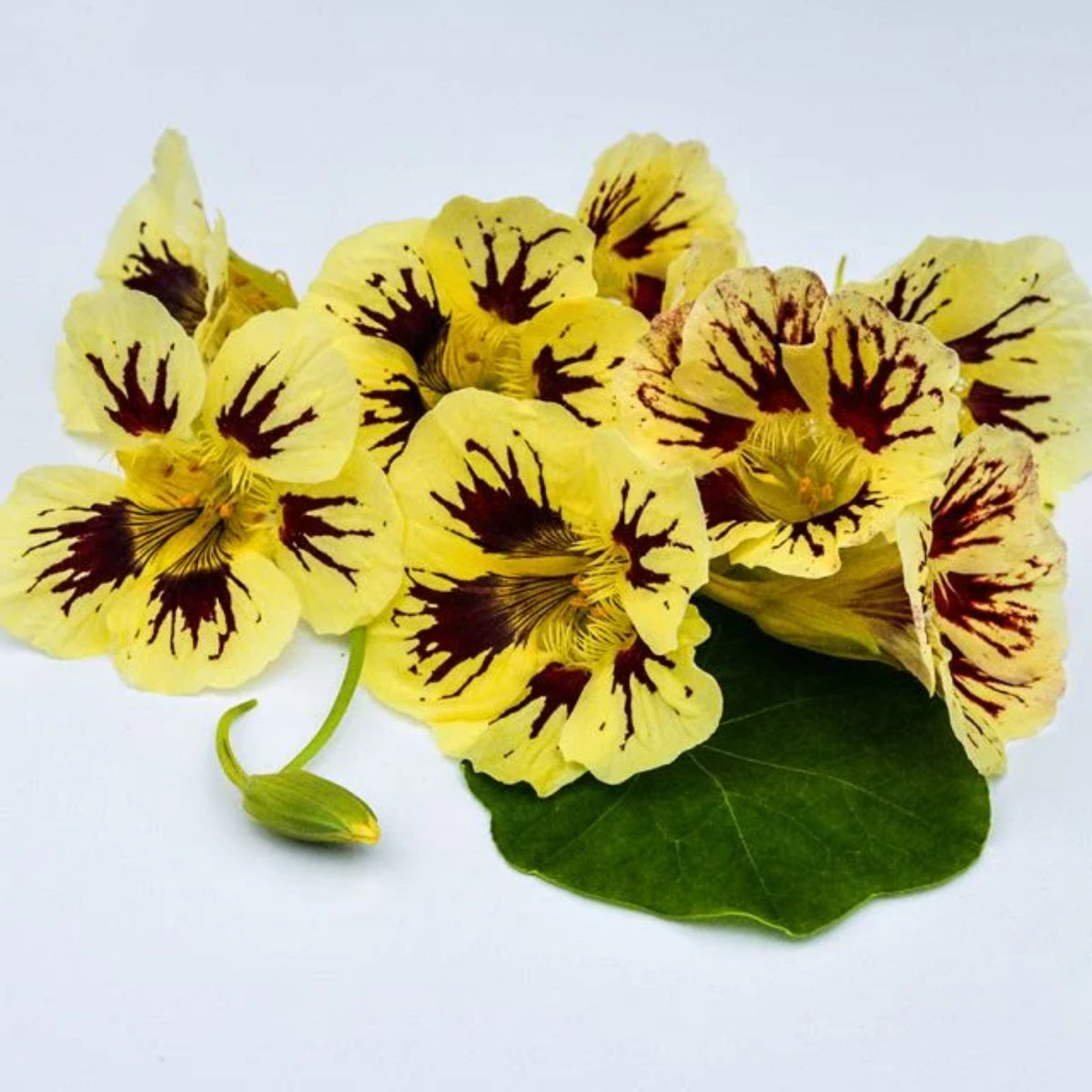 Orchid Cream & Orchid Flame Mix Seeds - Nasturtium Seeds, 10+ seeds