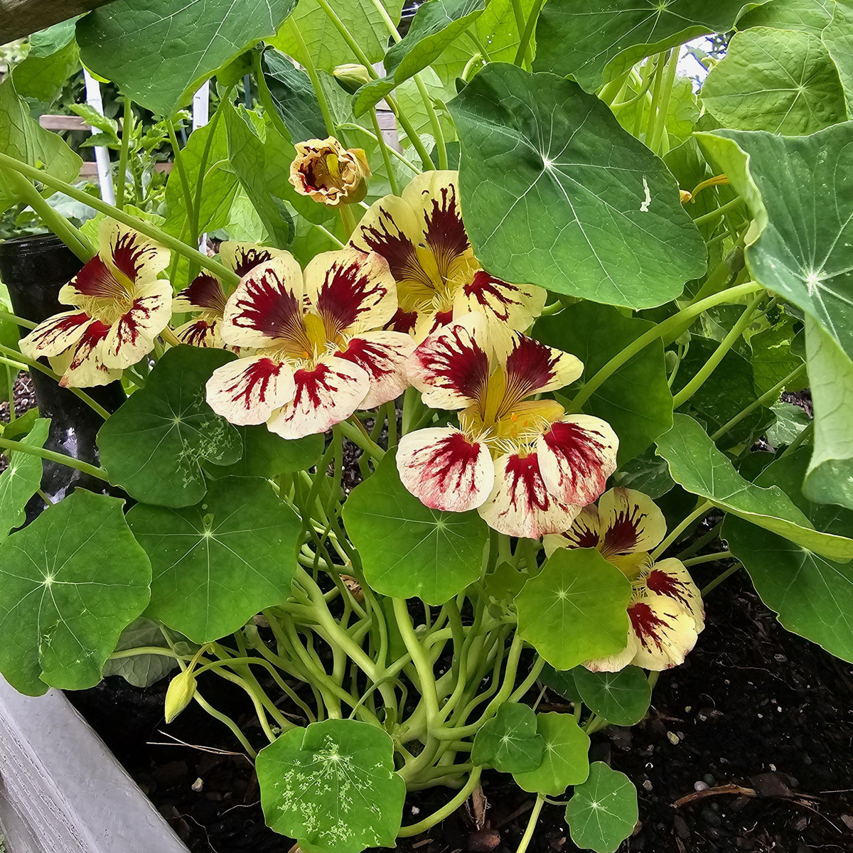 Orchid Cream & Orchid Flame Mix Seeds - Nasturtium Seeds, 10+ seeds