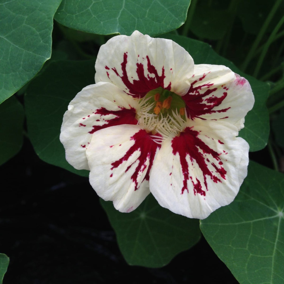 Orchid Cream & Orchid Flame Mix Seeds - Nasturtium Seeds, 10+ seeds