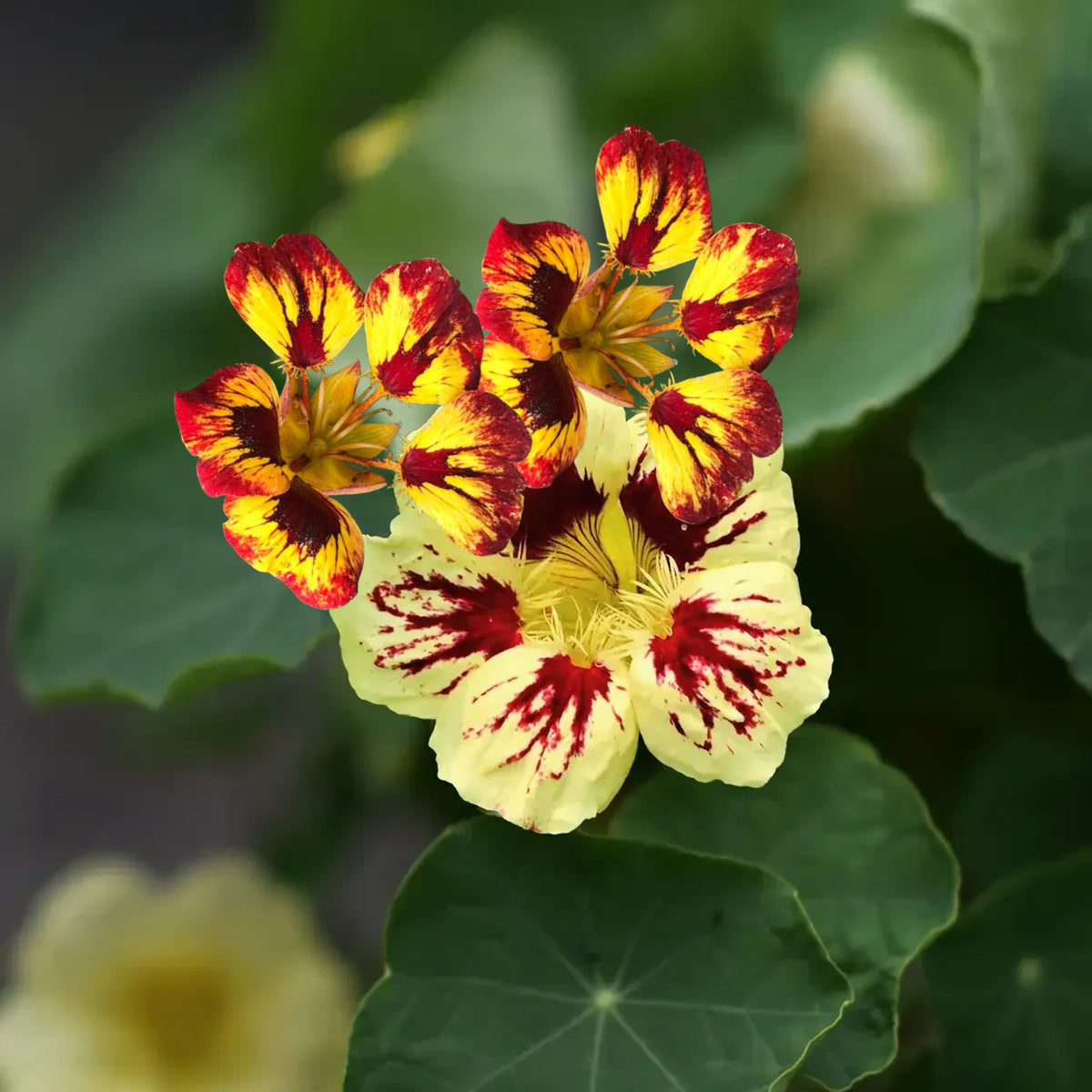 Orchid Cream & Orchid Flame Mix Seeds - Nasturtium Seeds, 10+ seeds