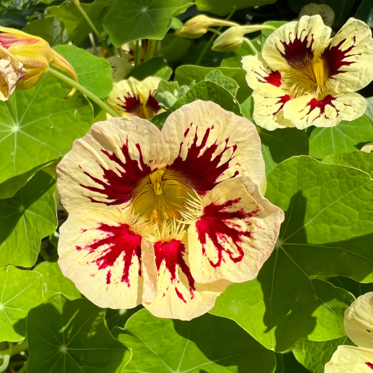 Orchid Cream & Orchid Flame Mix Seeds - Nasturtium Seeds, 10+ seeds