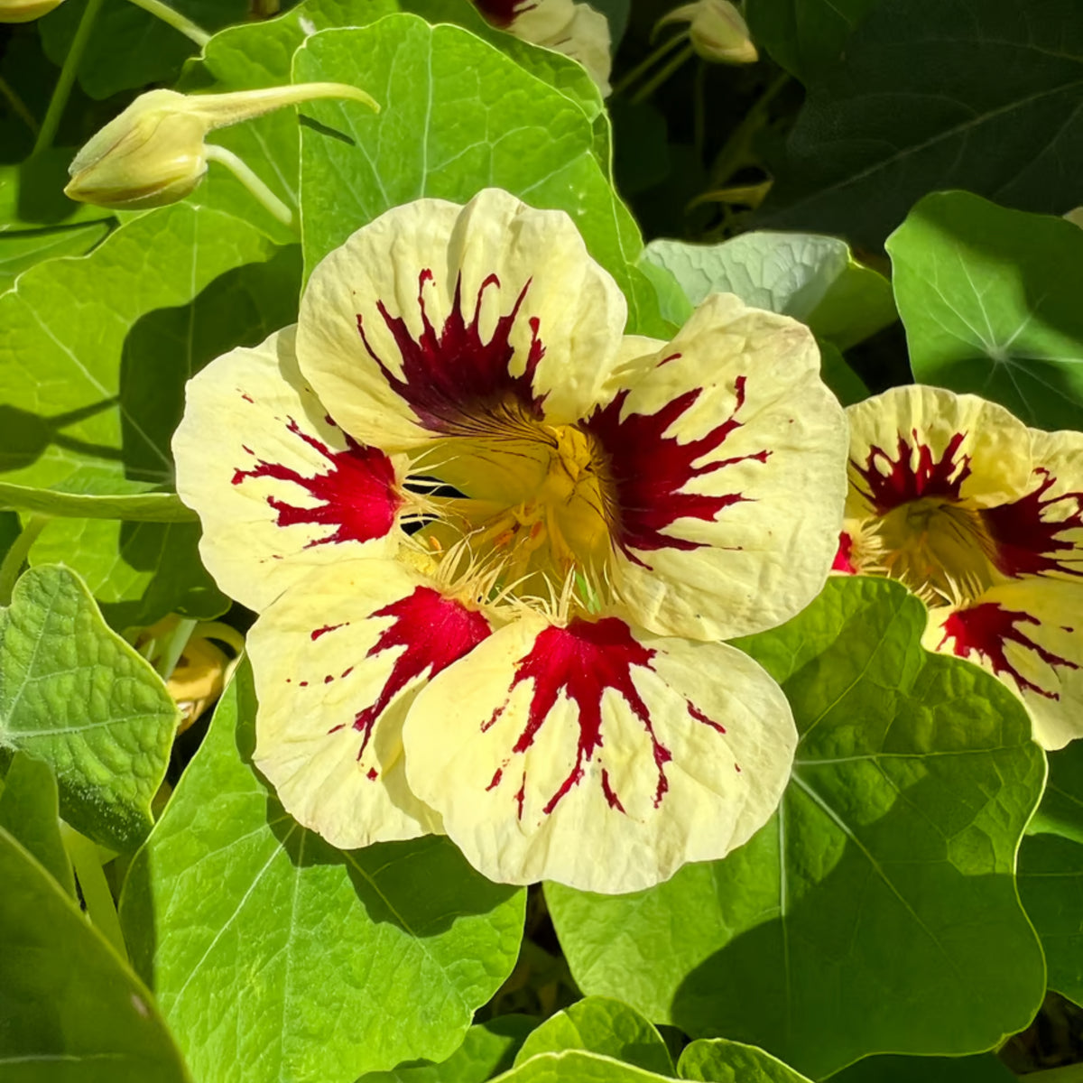Orchid Cream & Orchid Flame Mix Seeds - Nasturtium Seeds, 10+ seeds
