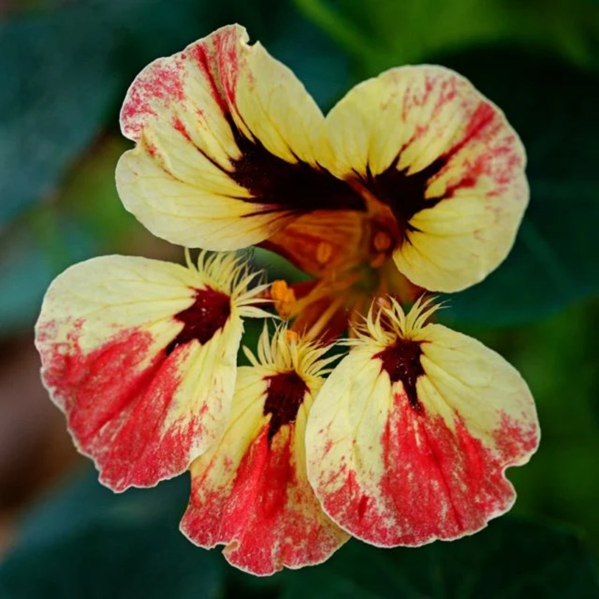 Orchid Cream & Orchid Flame Mix Seeds - Nasturtium Seeds, 10+ seeds