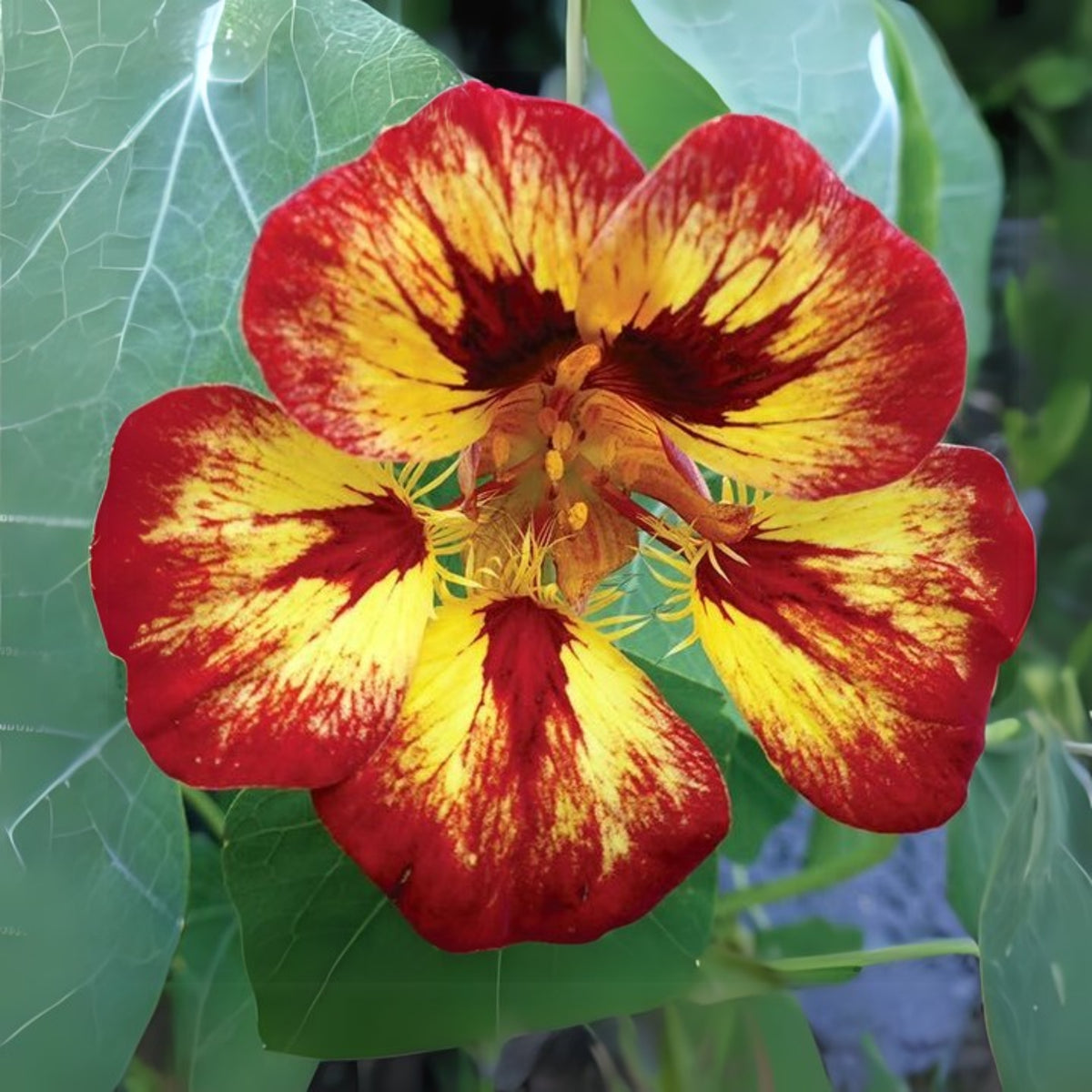 Orchid Cream & Orchid Flame Mix Seeds - Nasturtium Seeds, 10+ seeds