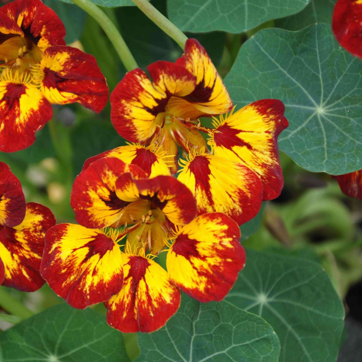 Orchid Cream & Orchid Flame Mix Seeds - Nasturtium Seeds, 10+ seeds