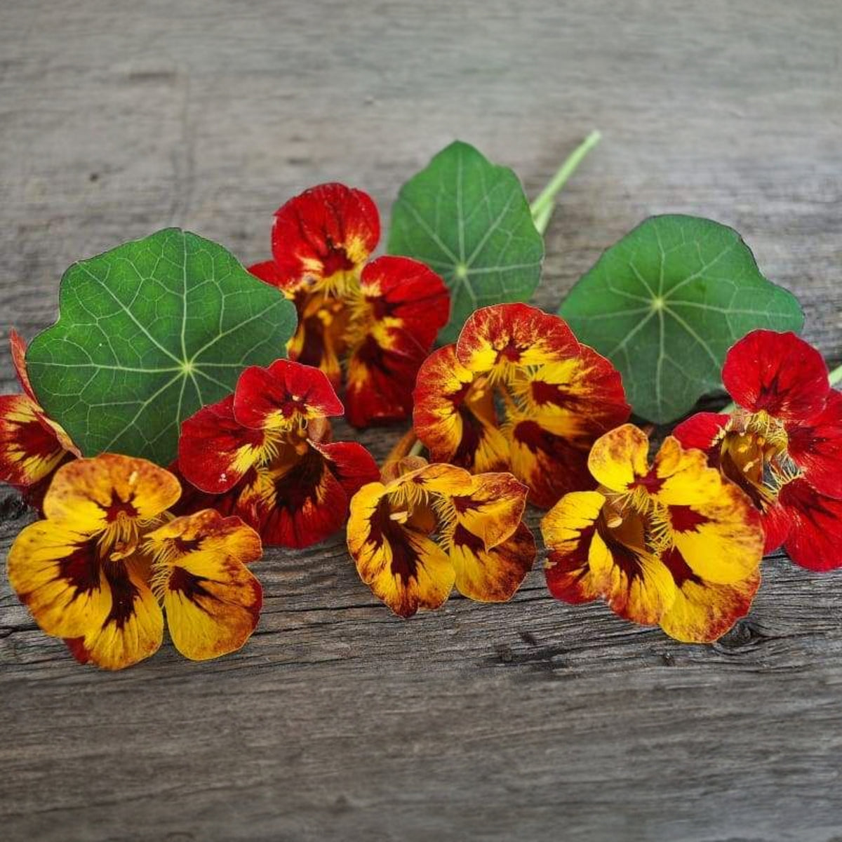 Orchid Cream & Orchid Flame Mix Seeds - Nasturtium Seeds, 10+ seeds