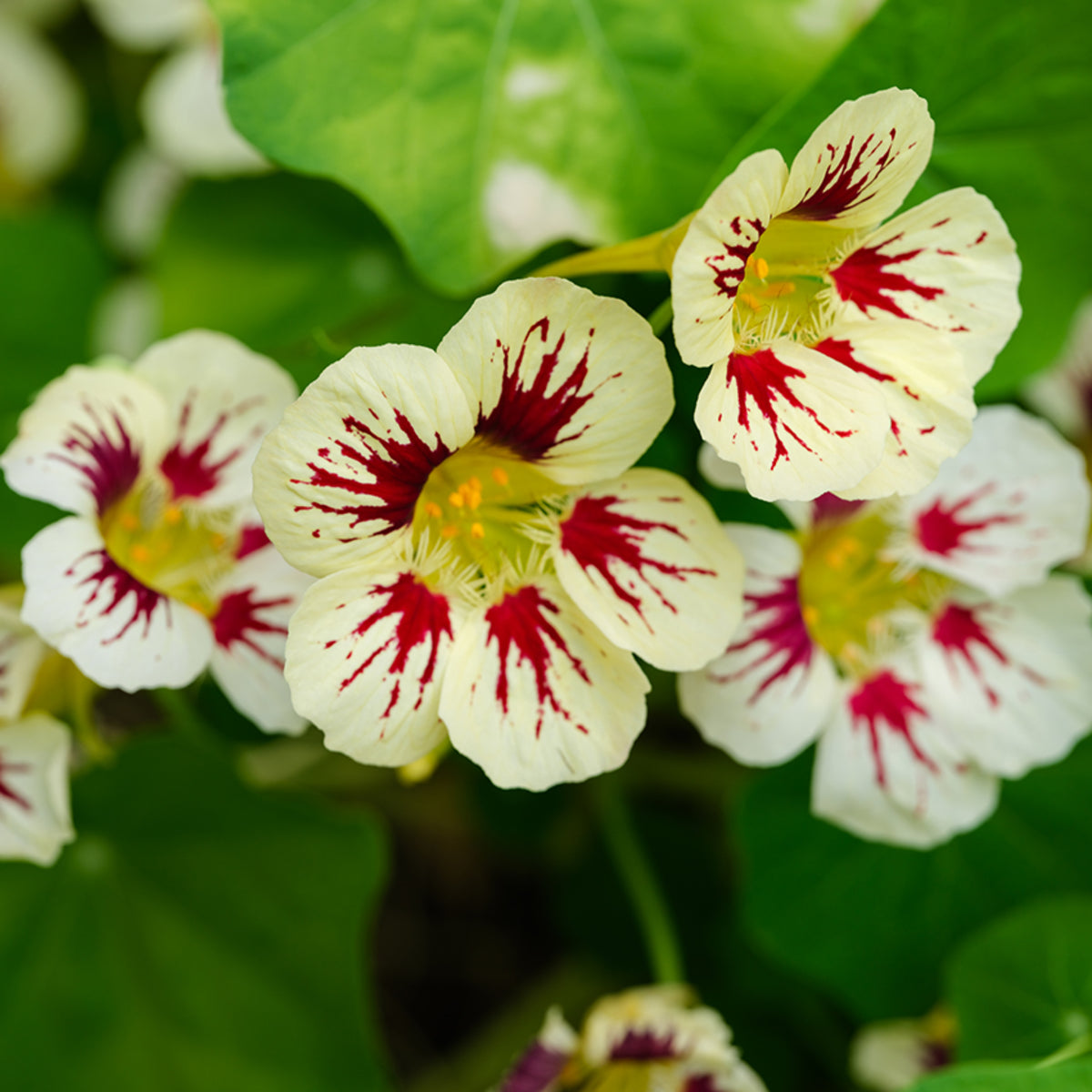 Orchid Cream & Orchid Flame Mix Seeds - Nasturtium Seeds, 10+ seeds