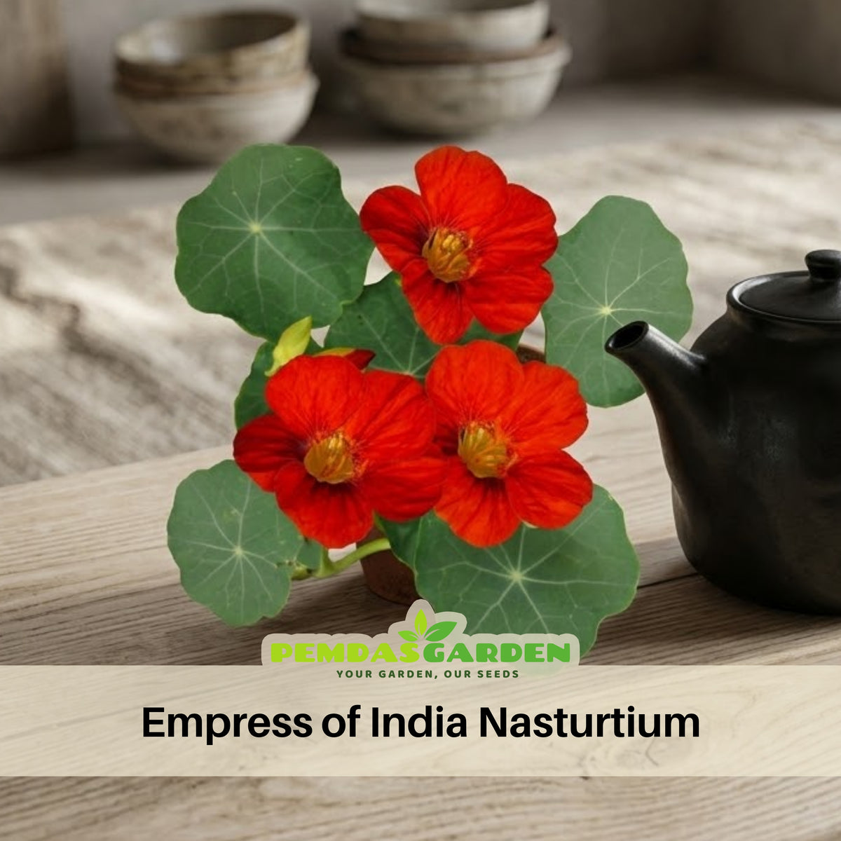 Empress of India Nasturtium Seeds - Drought Resistant, 10+ seeds