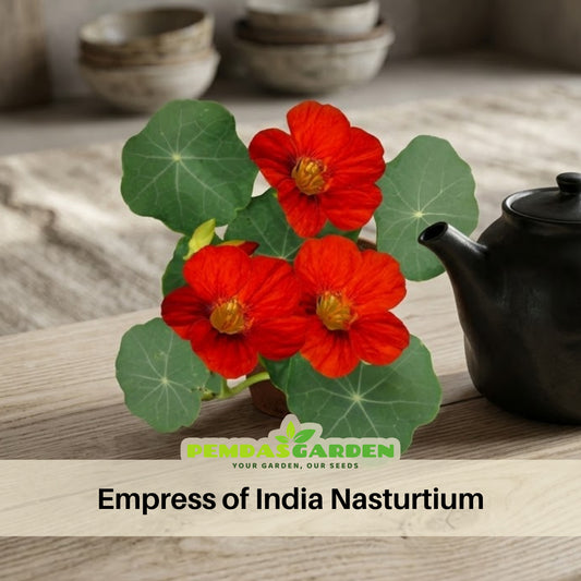 Empress of India Nasturtium Seeds - Drought Resistant, 10+ seeds