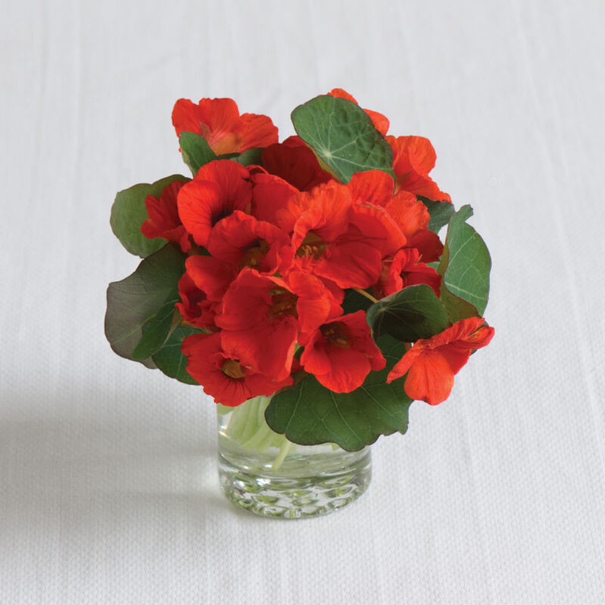 Empress of India Nasturtium Seeds - Drought Resistant, 10+ seeds
