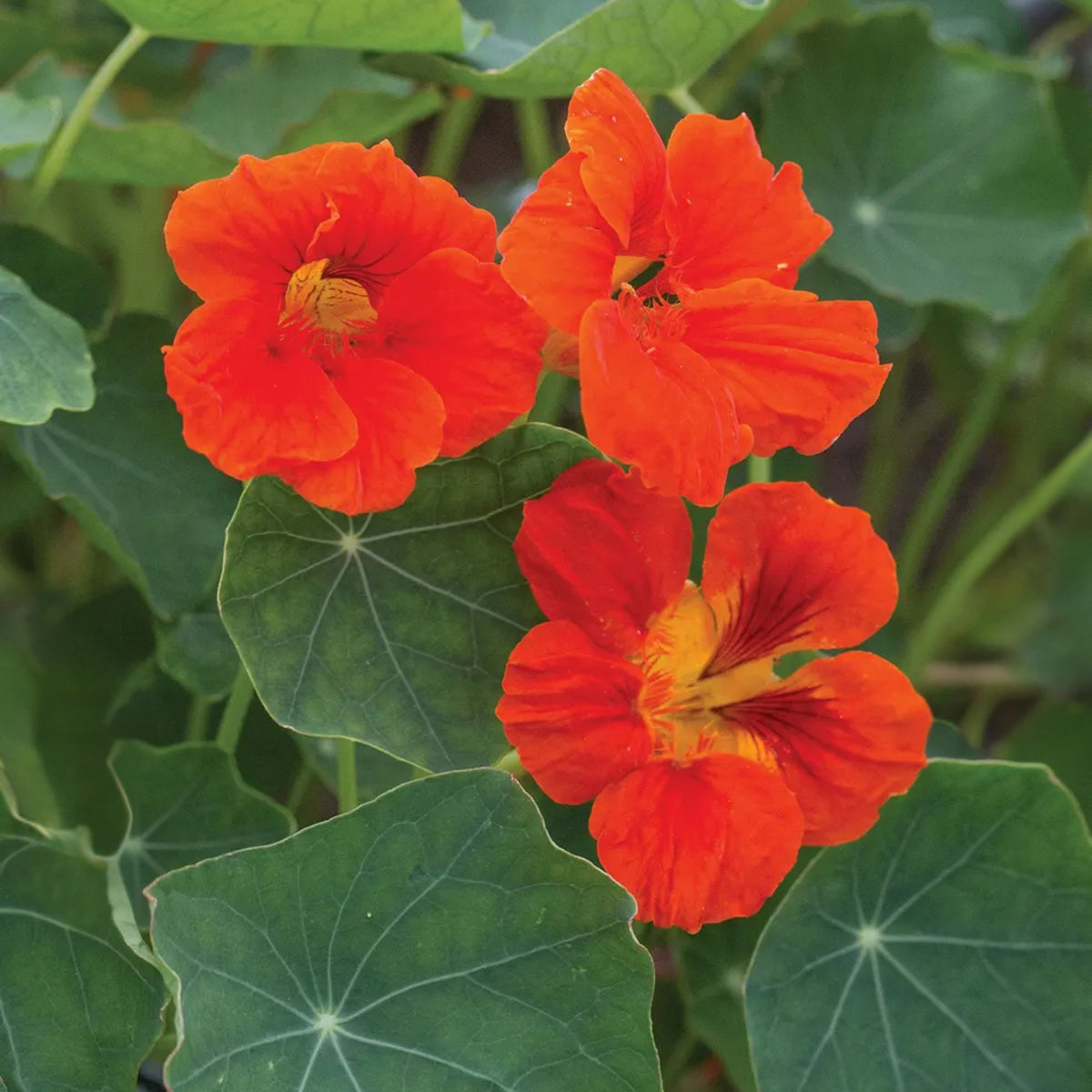 Empress of India Nasturtium Seeds - Drought Resistant, 10+ seeds