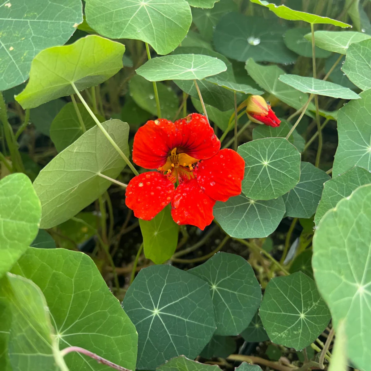 Empress of India Nasturtium Seeds - Drought Resistant, 10+ seeds