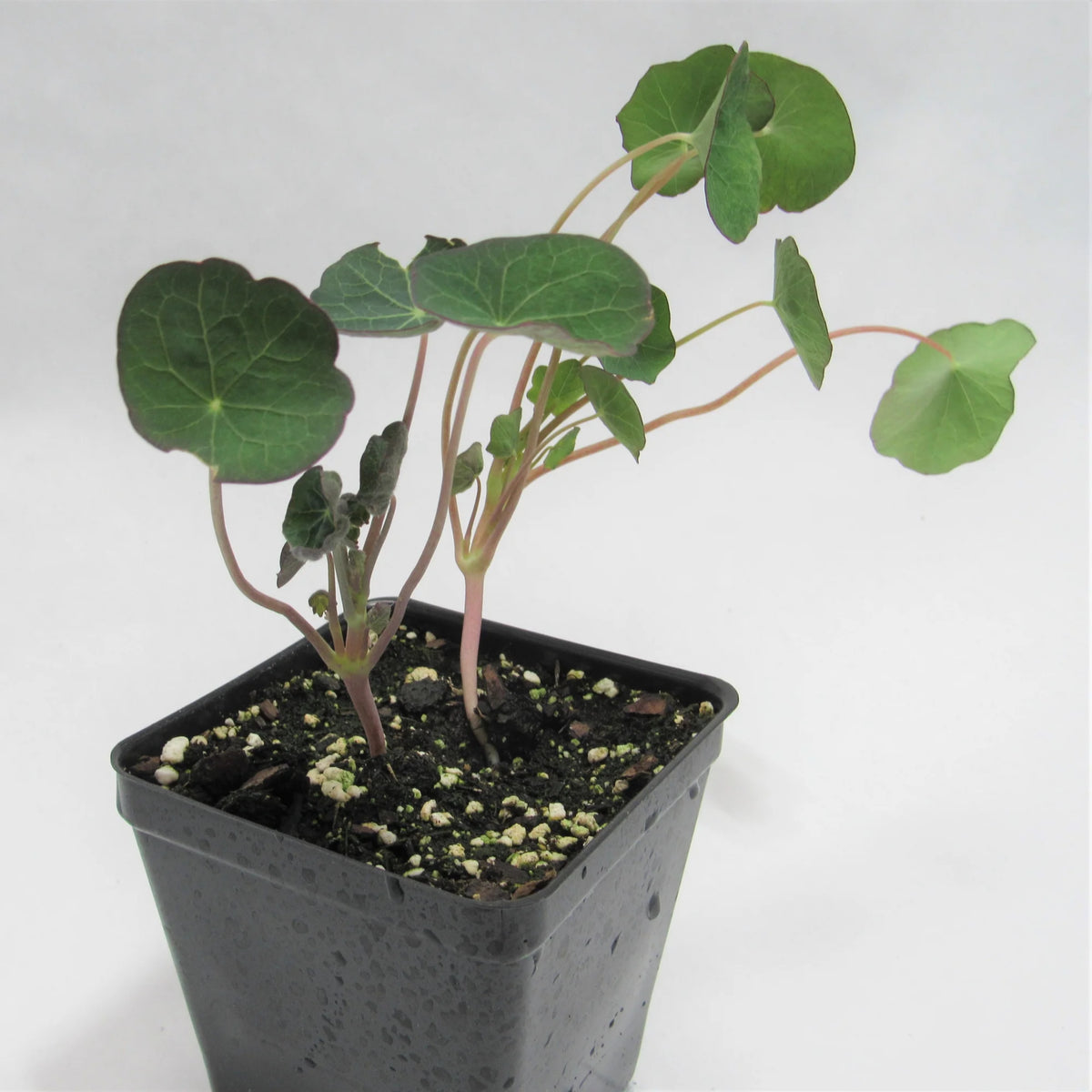 Empress of India Nasturtium Seeds - Drought Resistant, 10+ seeds