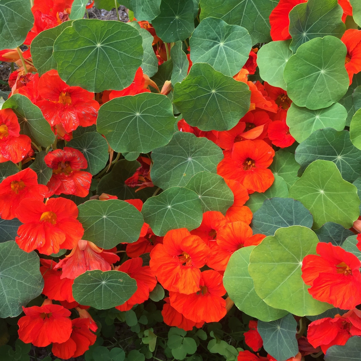 Empress of India Nasturtium Seeds - Drought Resistant, 10+ seeds