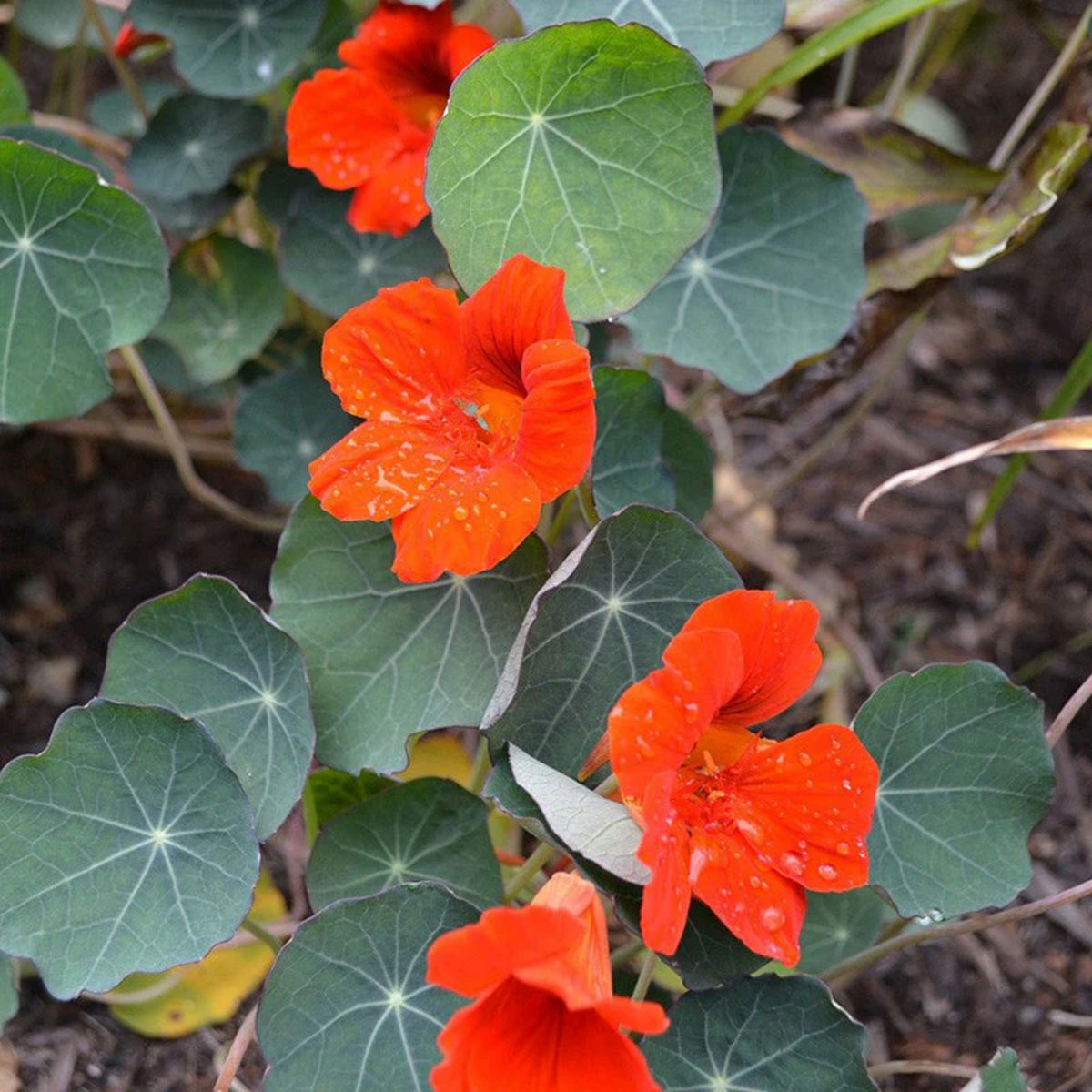 Empress of India Nasturtium Seeds - Drought Resistant, 10+ seeds