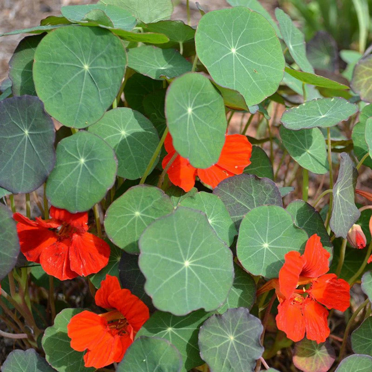 Empress of India Nasturtium Seeds - Drought Resistant, 10+ seeds