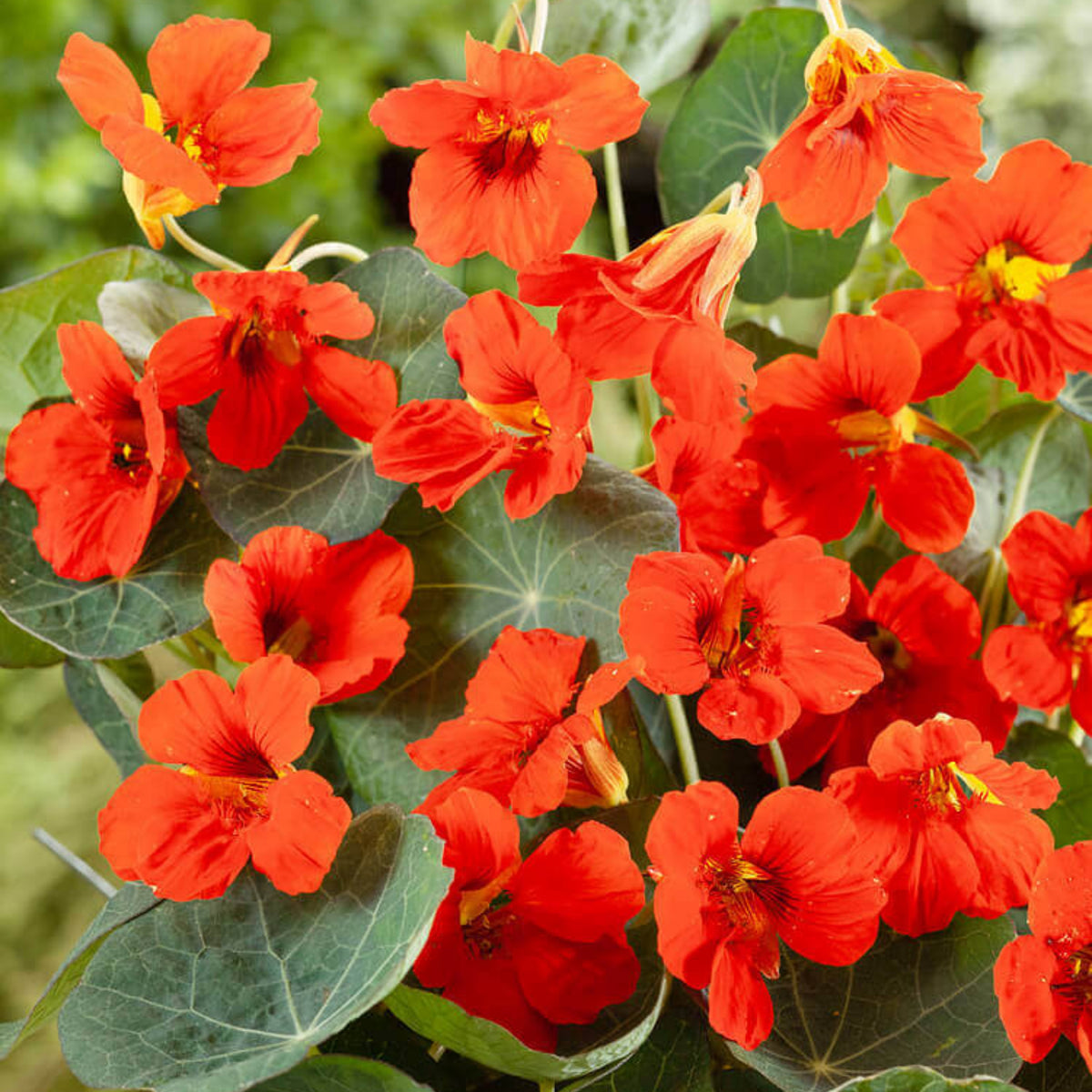 Empress of India Nasturtium Seeds - Drought Resistant, 10+ seeds