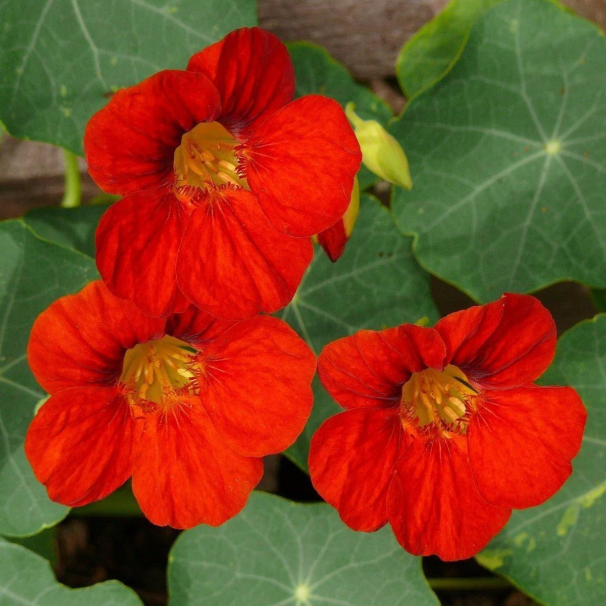 Empress of India Nasturtium Seeds - Drought Resistant, 10+ seeds