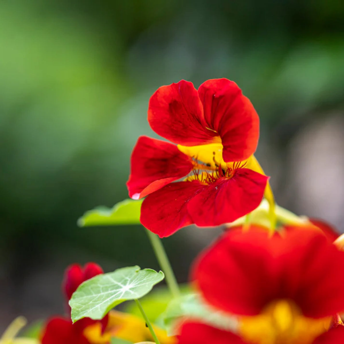 Empress of India Nasturtium Seeds - Drought Resistant, 10+ seeds