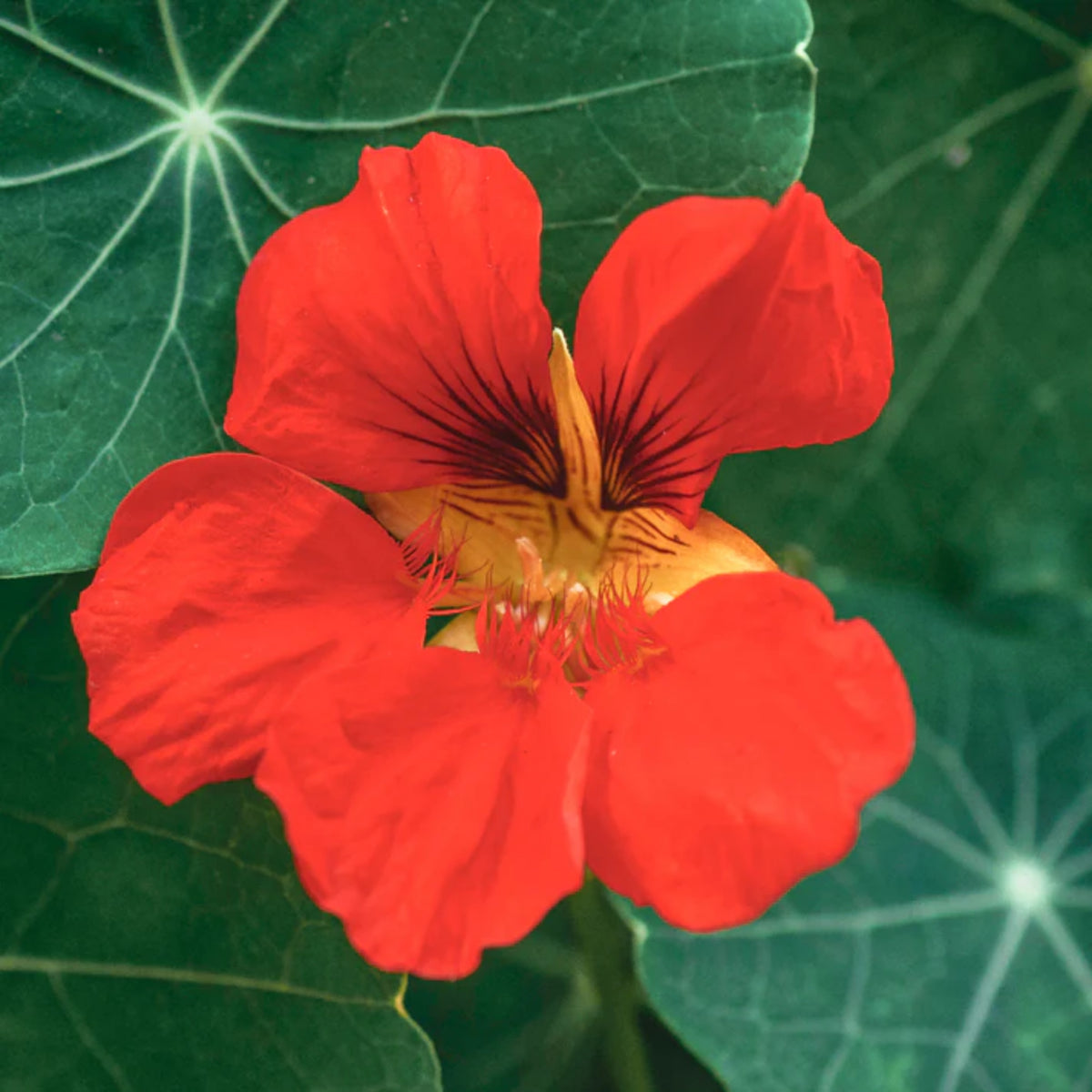 Empress of India Nasturtium Seeds - Drought Resistant, 10+ seeds