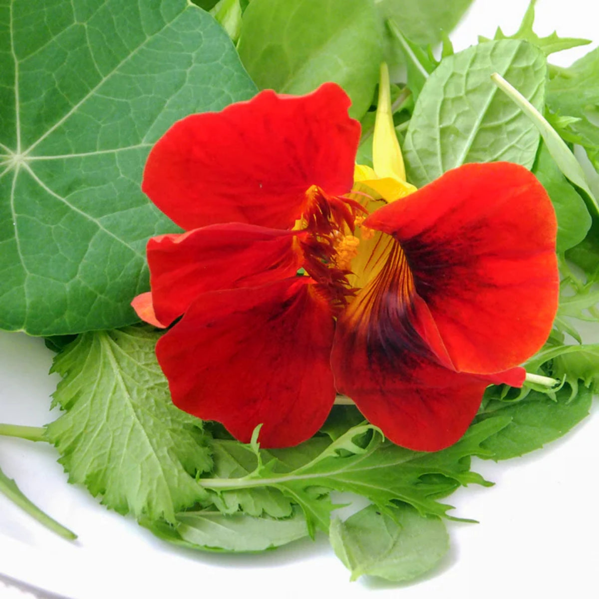Empress of India Nasturtium Seeds - Drought Resistant, 10+ seeds