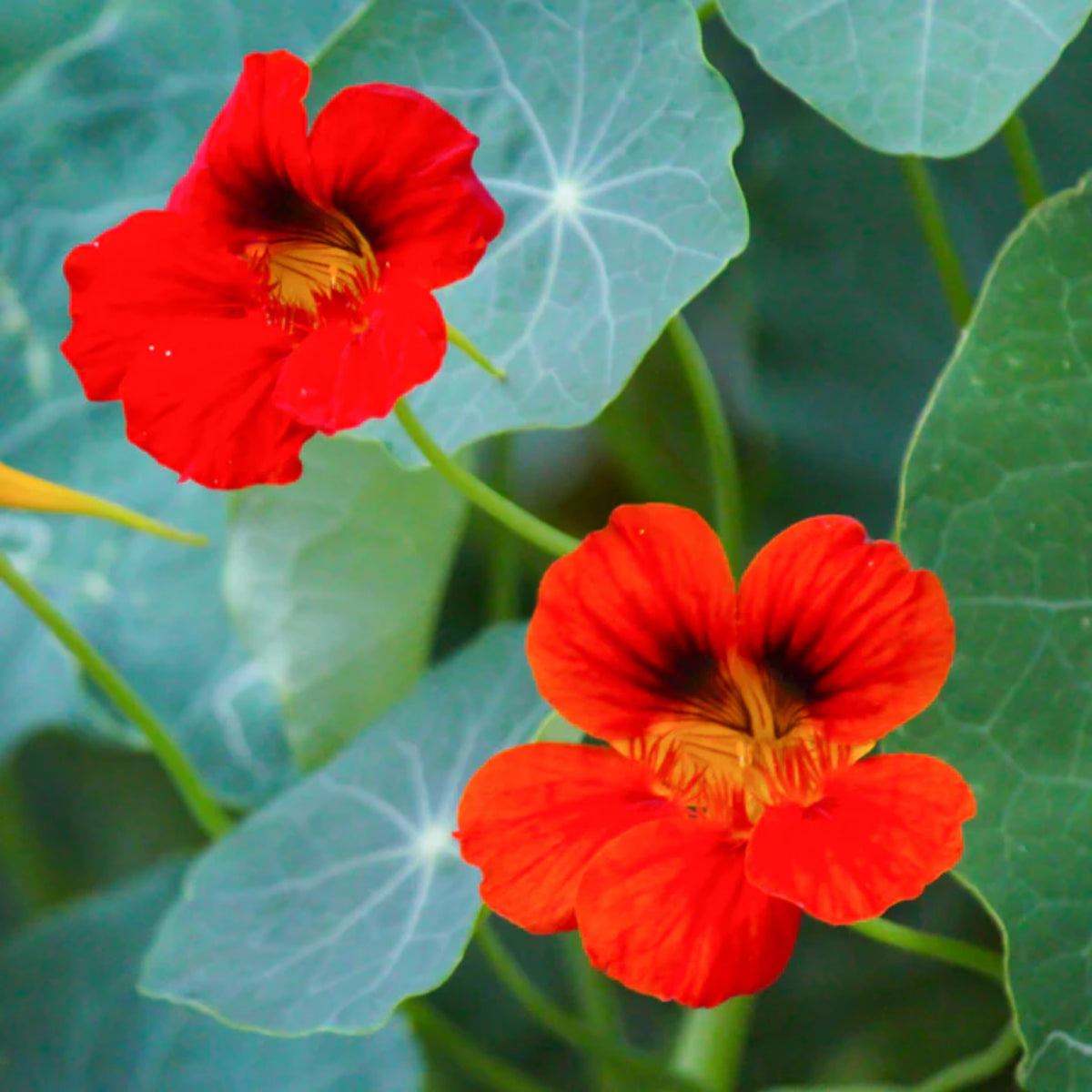 Empress of India Nasturtium Seeds - Drought Resistant, 10+ seeds