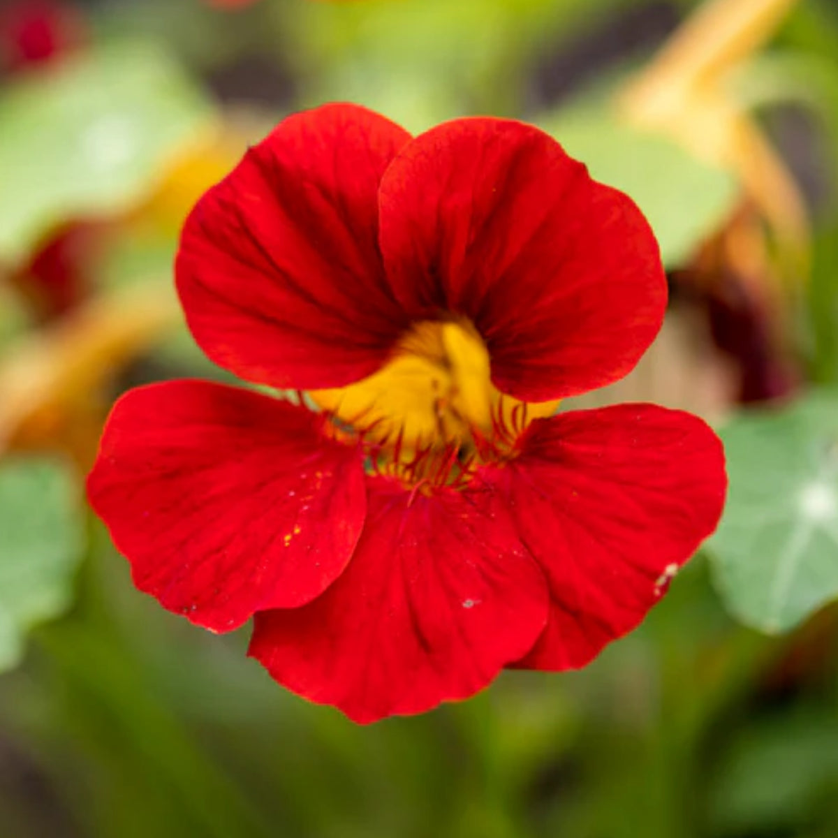 Empress of India Nasturtium Seeds - Drought Resistant, 10+ seeds