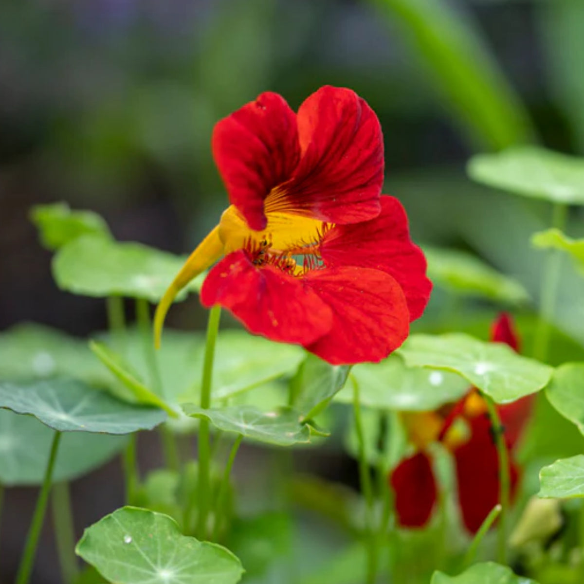 Empress of India Nasturtium Seeds - Drought Resistant, 10+ seeds