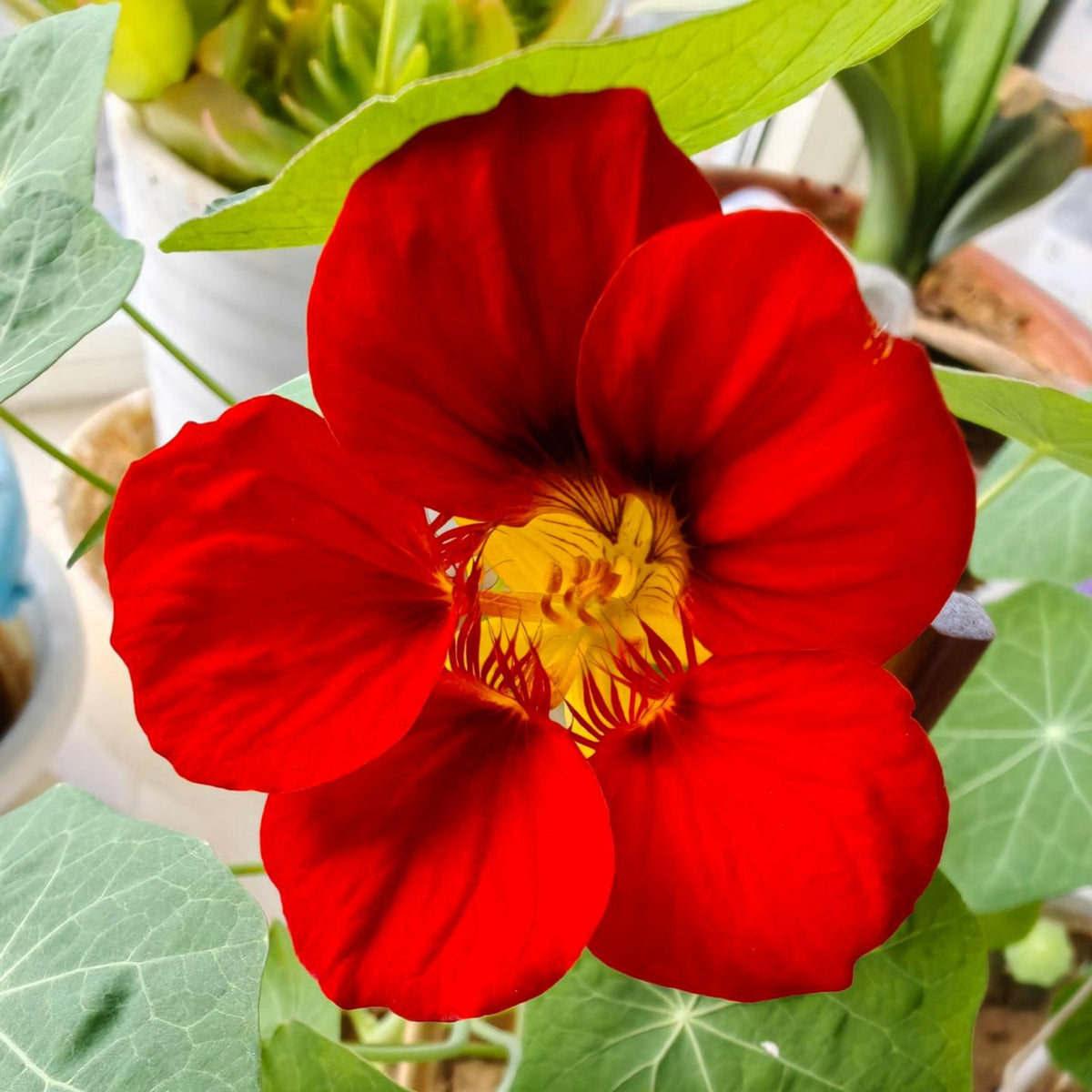 Empress of India Nasturtium Seeds - Drought Resistant, 10+ seeds