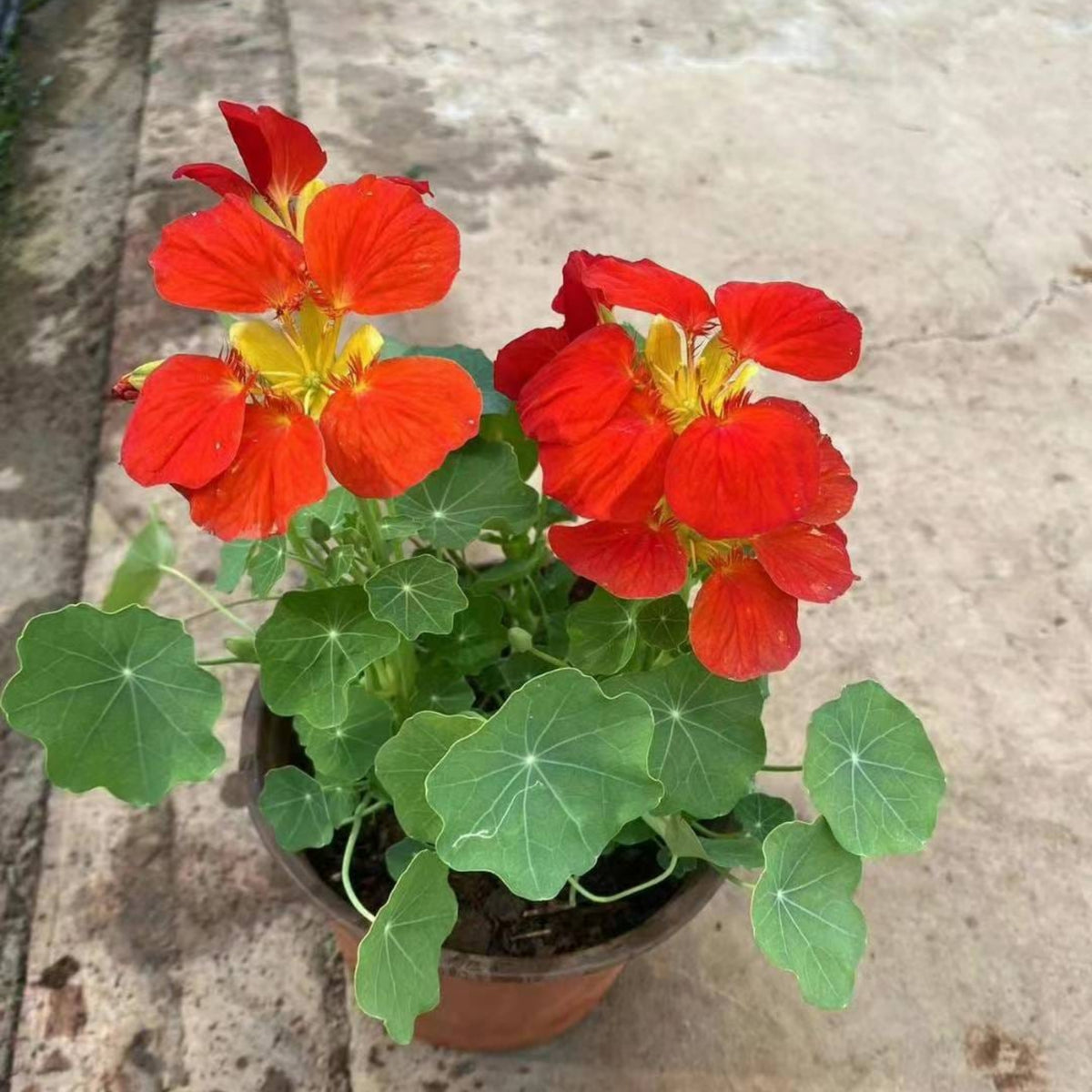Empress of India Nasturtium Seeds - Drought Resistant, 10+ seeds