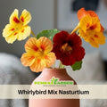 10+ Seeds| Whirlybird Mix Nasturtium Seeds - Fast Growing - Open-Pollinating - Draft Resistant -Dwarf - Plant in Spring/Late Winter #258