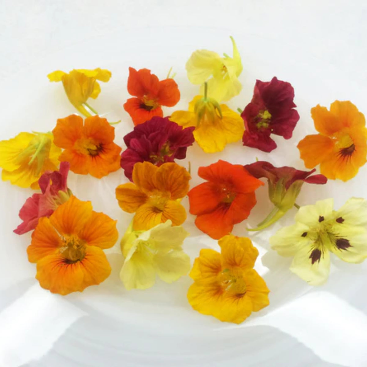 Whirlybird Mix Nasturtium Seeds - Drought Resistant, Dwarf, 10+ seeds