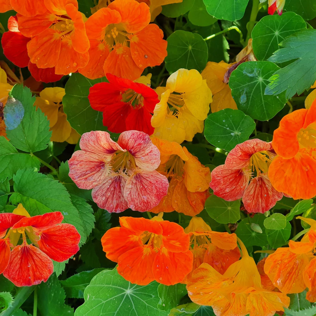 Whirlybird Mix Nasturtium Seeds - Drought Resistant, Dwarf, 10+ seeds