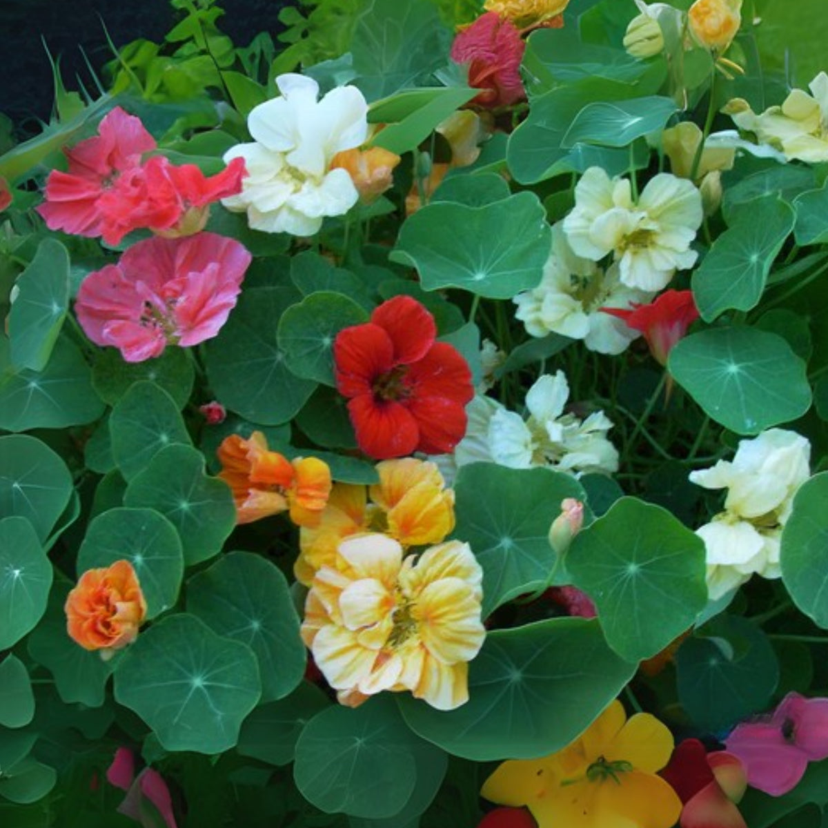 Whirlybird Mix Nasturtium Seeds - Drought Resistant, Dwarf, 10+ seeds