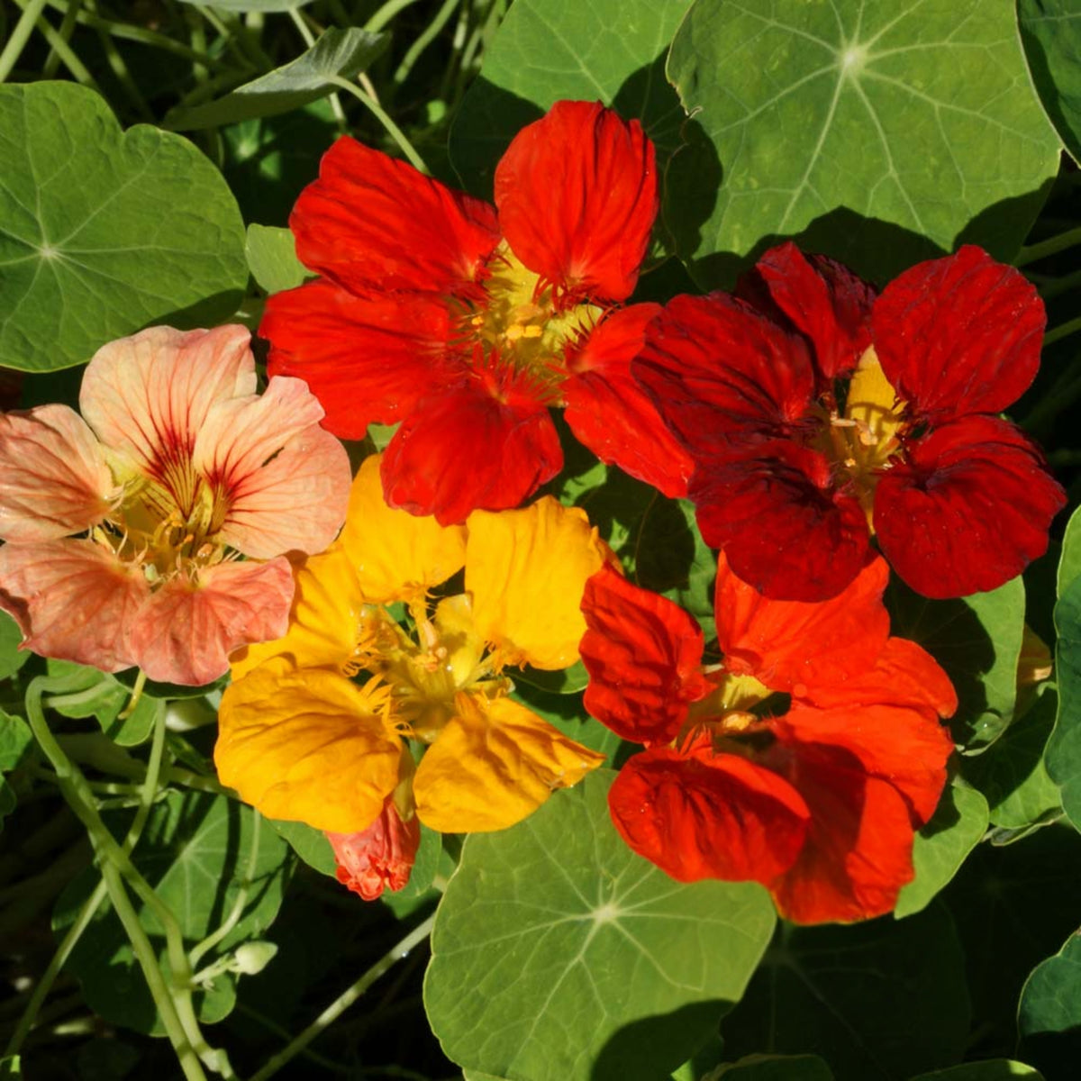 Whirlybird Mix Nasturtium Seeds - Drought Resistant, Dwarf, 10+ seeds