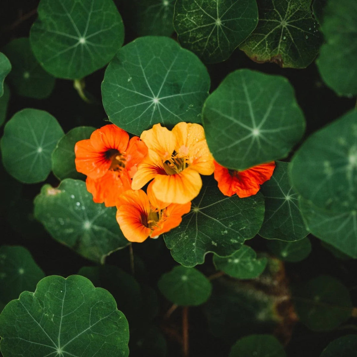 Whirlybird Mix Nasturtium Seeds - Drought Resistant, Dwarf, 10+ seeds