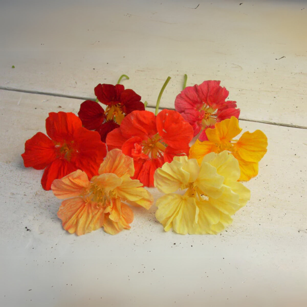 Whirlybird Mix Nasturtium Seeds - Drought Resistant, Dwarf, 10+ seeds