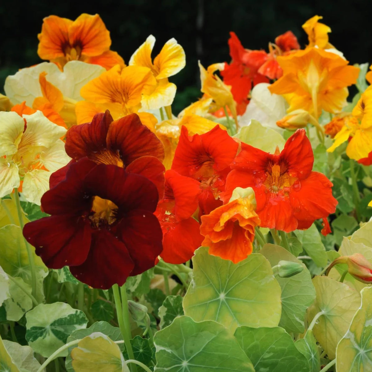 Whirlybird Mix Nasturtium Seeds - Drought Resistant, Dwarf, 10+ seeds