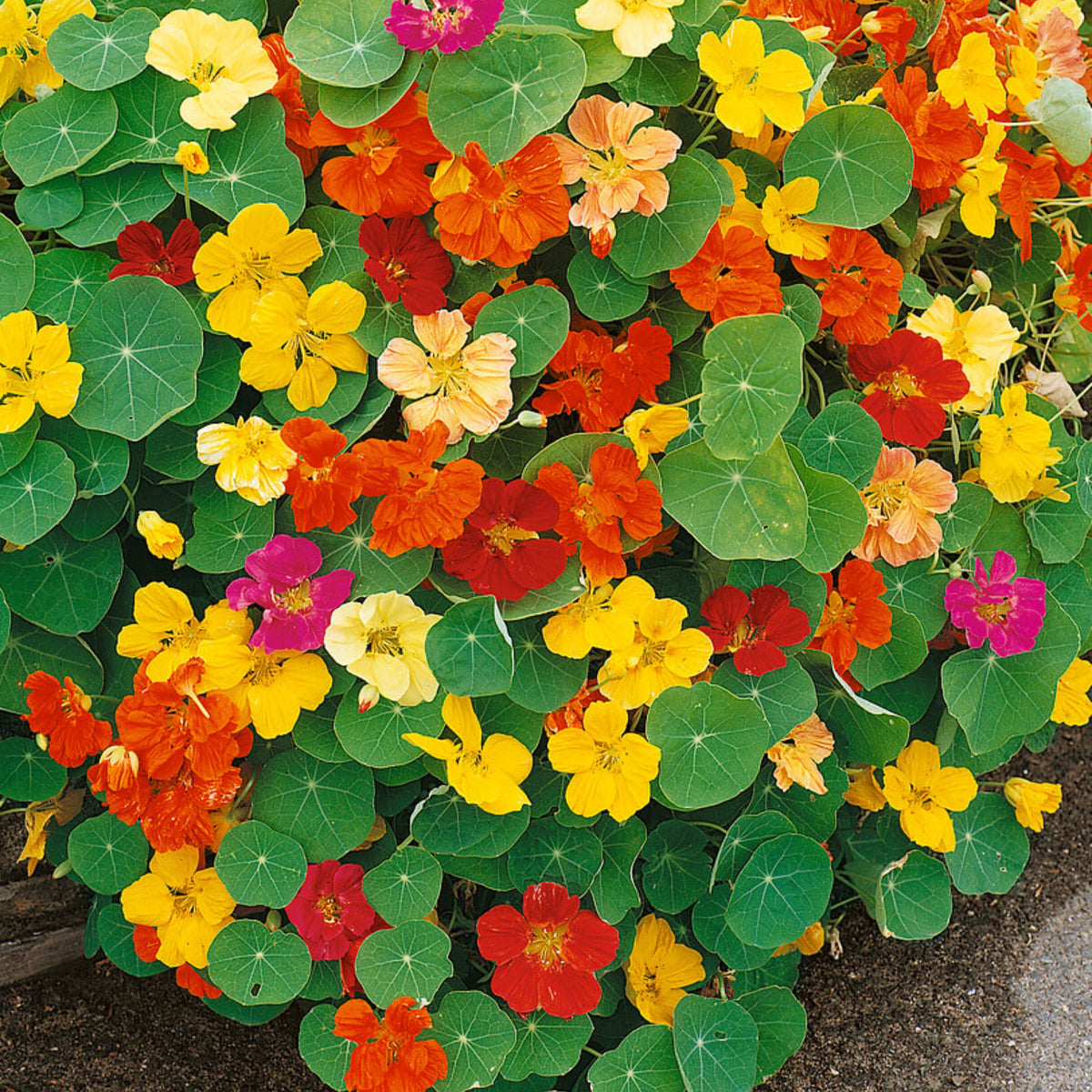 Whirlybird Mix Nasturtium Seeds - Drought Resistant, Dwarf, 10+ seeds