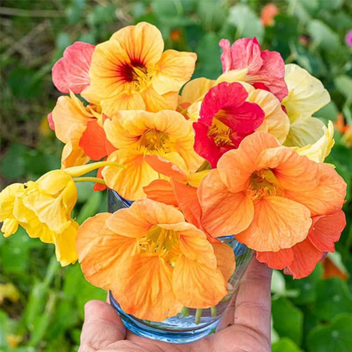 Whirlybird Mix Nasturtium Seeds - Drought Resistant, Dwarf, 10+ seeds