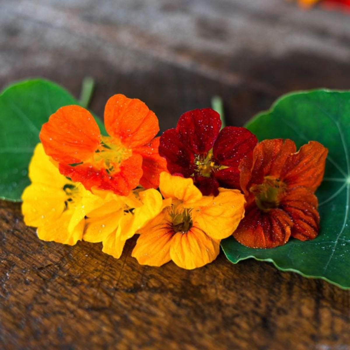 Whirlybird Mix Nasturtium Seeds - Drought Resistant, Dwarf, 10+ seeds