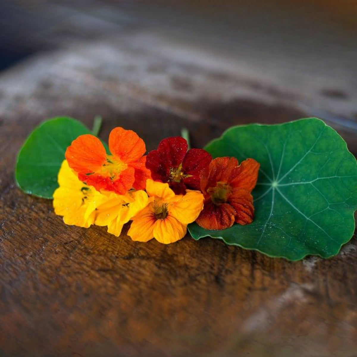 Whirlybird Mix Nasturtium Seeds - Drought Resistant, Dwarf, 10+ seeds