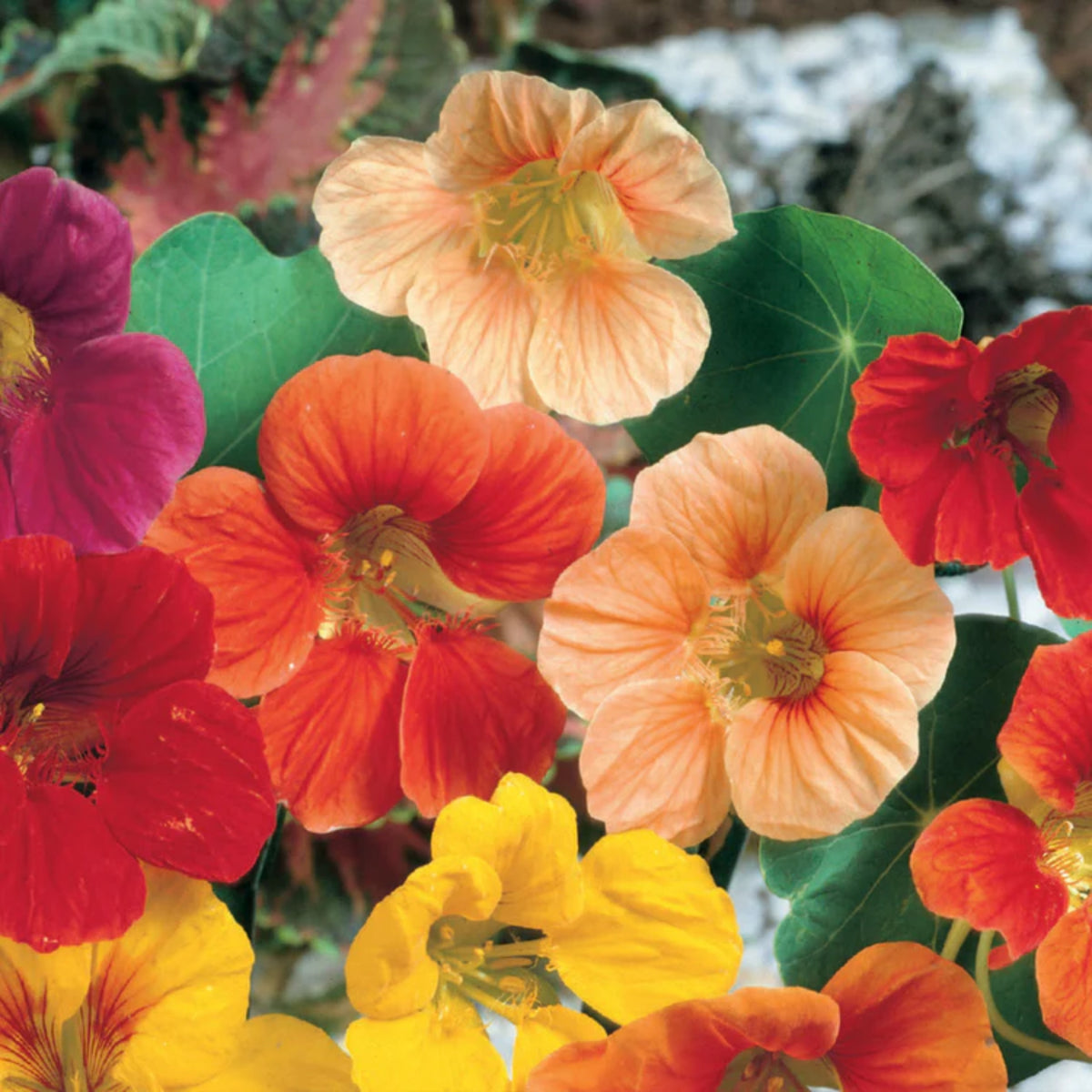 Whirlybird Mix Nasturtium Seeds - Drought Resistant, Dwarf, 10+ seeds